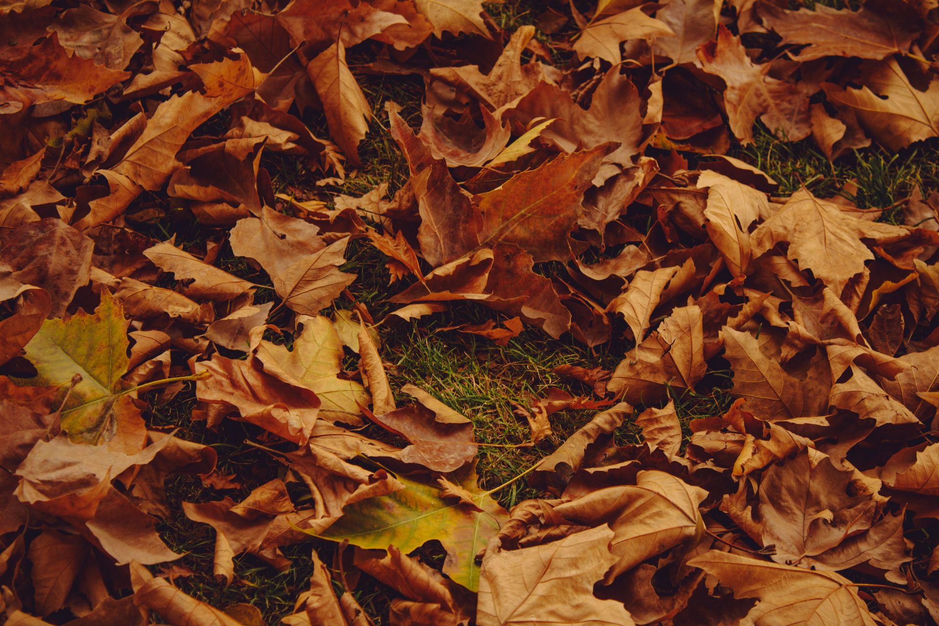 A serene view of fallen autumn leaves on grass, capturing the essence of fall.