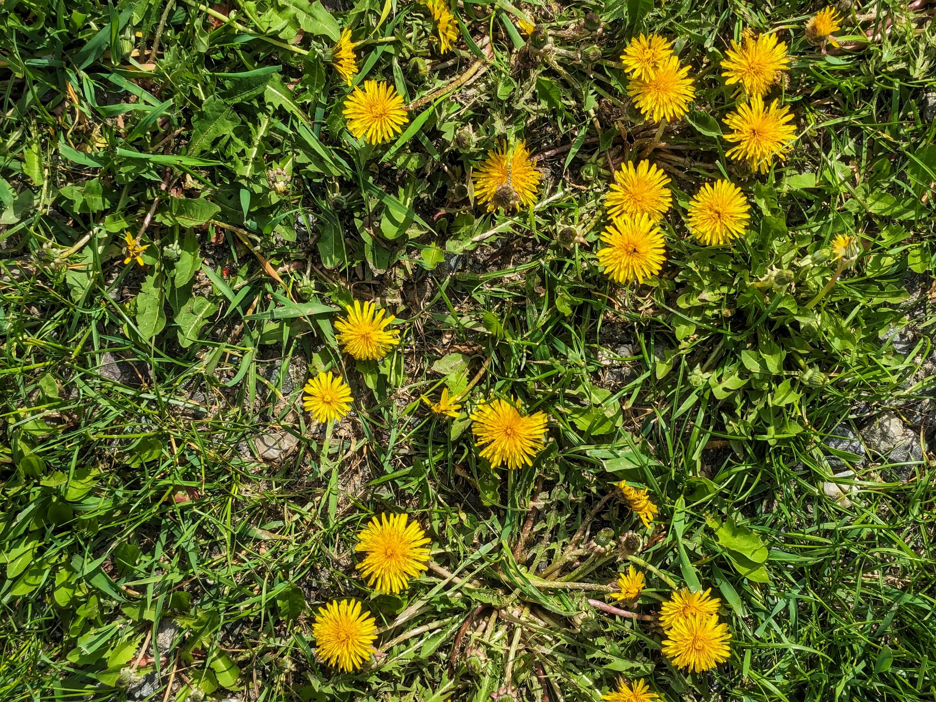 a bunch of yellow dandelions in the grass